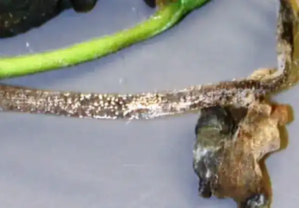 Ascochyta-syringae