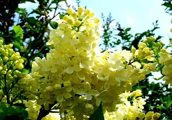 Primrose