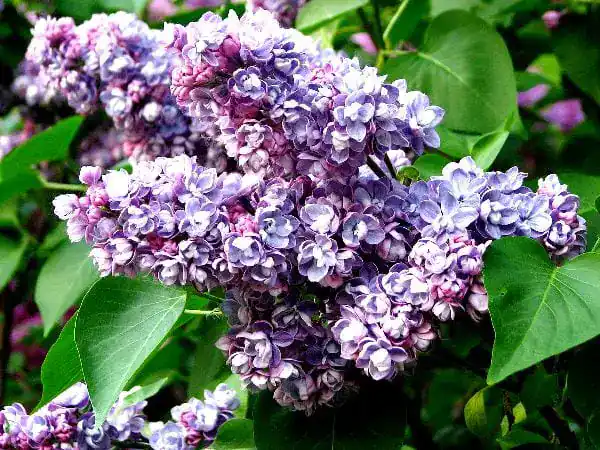 Syringa Ami Schott