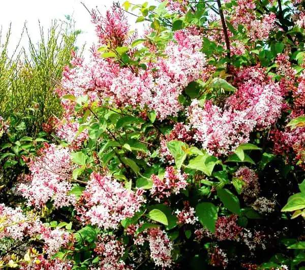 syringa microphylla superba
