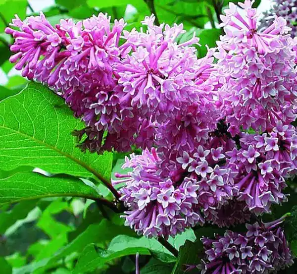 syringa-prestoniae-royalty