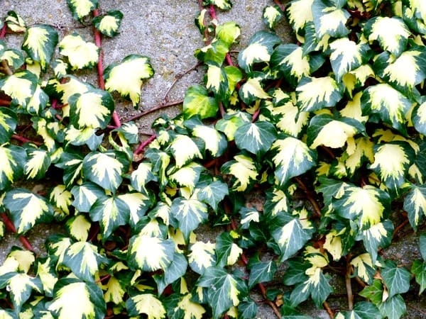 Плющ садовый вечнозеленый морозостойкий фото в ландшафтном дизайне